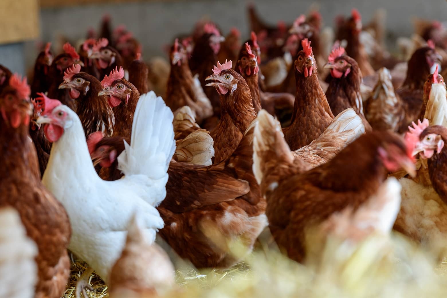 Aktuelles unserer Regionalen Produzenten